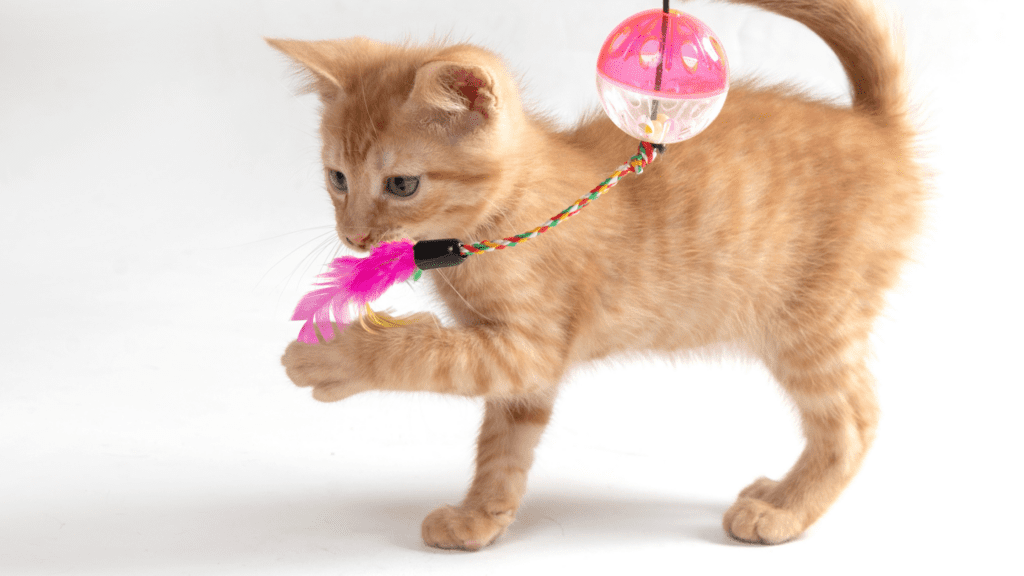 DIY cat toys