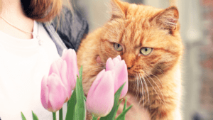 pets in spring